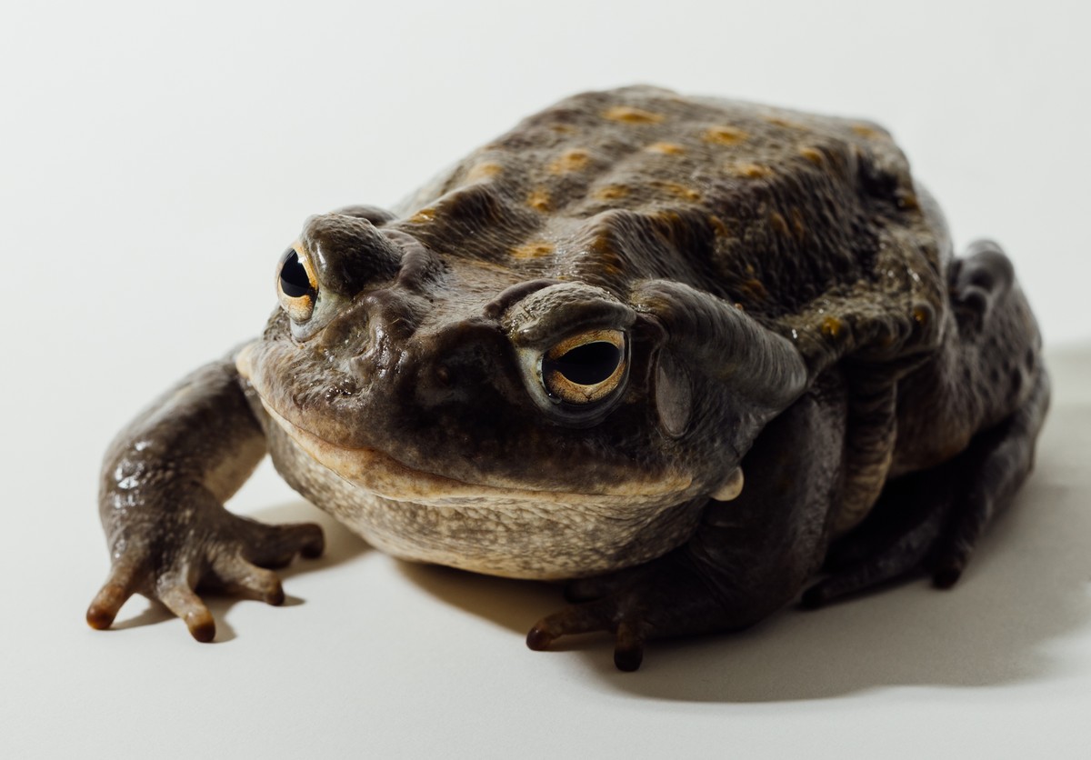 Sapo do deserto de Sonora enfrenta risco de extinção devido à exploração por drogas psicodélicas