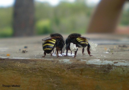 Pesquisadores descobrem composto larvicida em própolis da abelha mandaçaia para combater Aedes aegypti