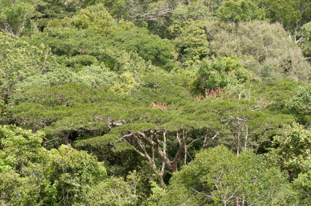 Amazônia enfrenta estresse hídrico crescente e risco de colapso devido a mudanças climáticas e desmatamento