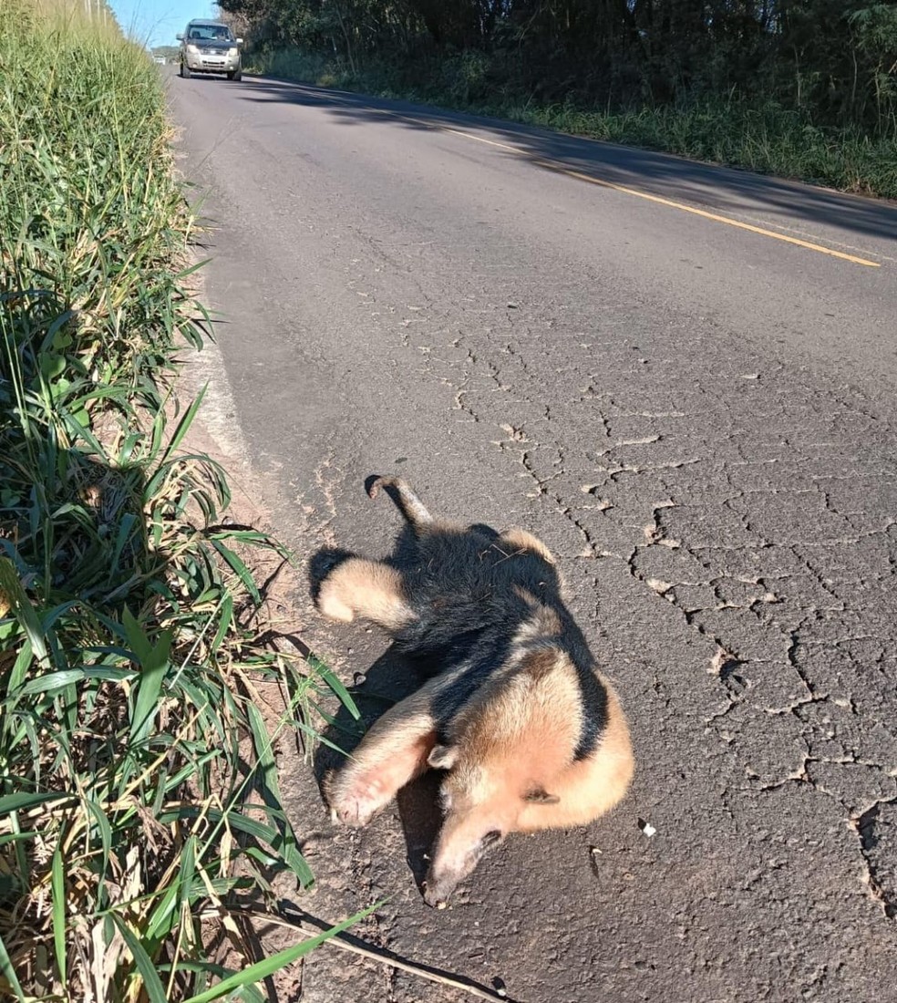 Tamanduá-mirim é atropelado em estrada de Presidente Epitácio e destaca riscos para fauna local