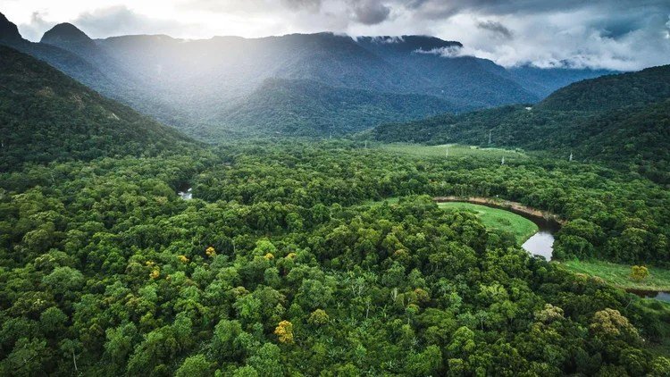 Re.green e Nestlé se unem para restaurar 3,3 milhões de árvores na Mata Atlântica da Bahia