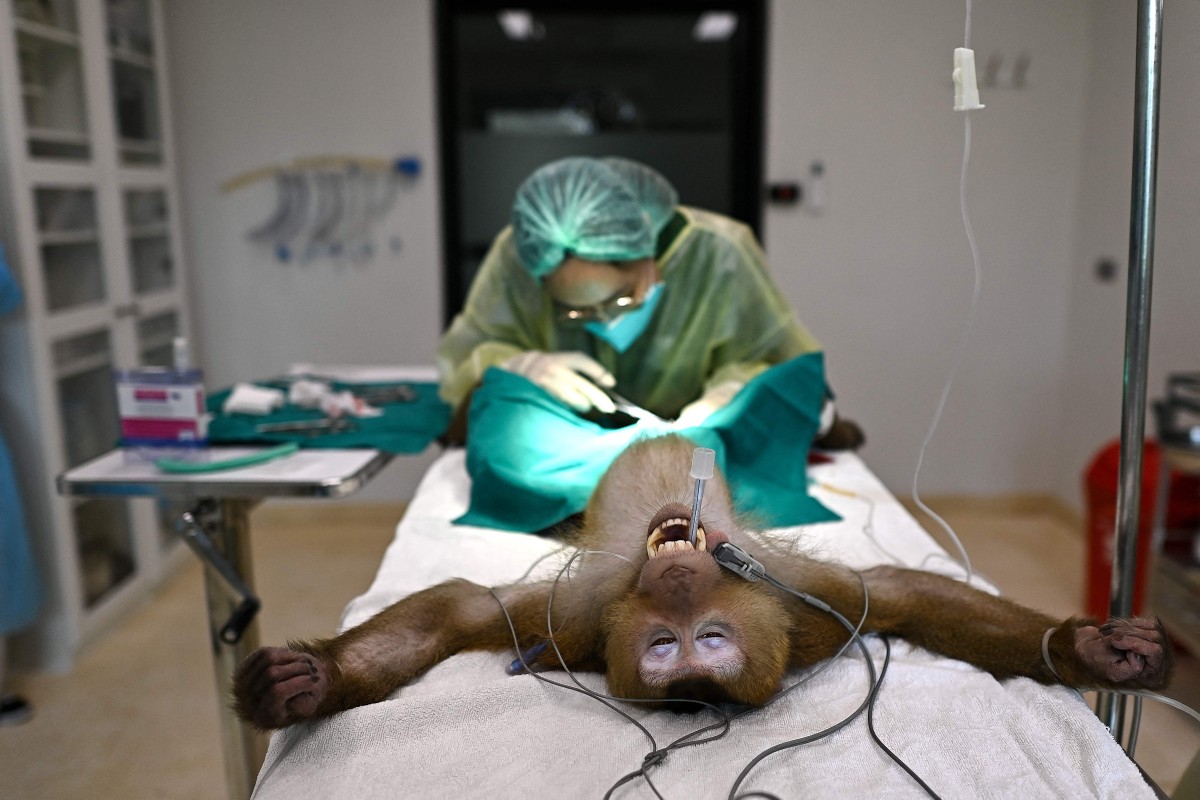 Hospital de vida selvagem na Tailândia realiza cirurgia em macaco resgatado e luta contra tráfico animal