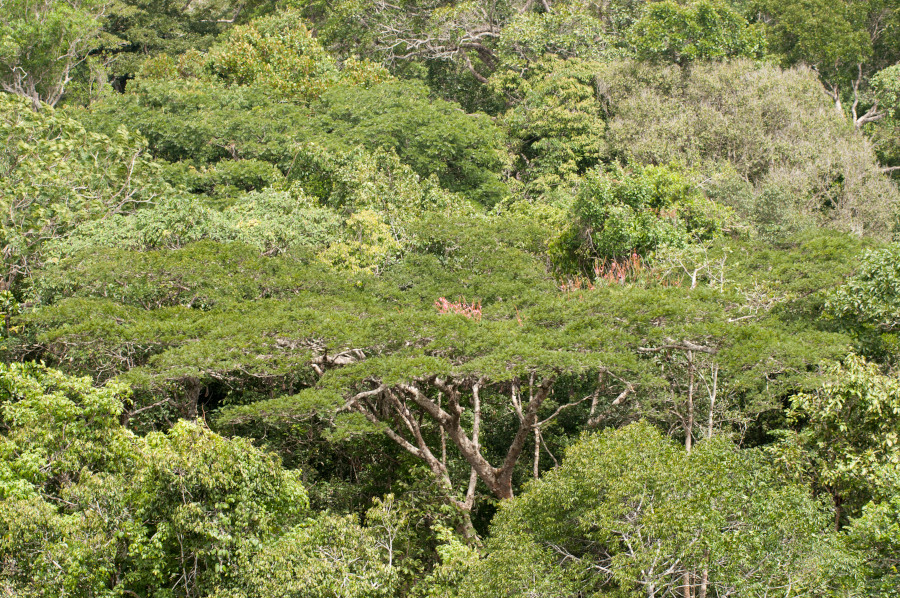 Amazônia enfrenta estresse hídrico crescente e risco de colapso devido a secas e desmatamento