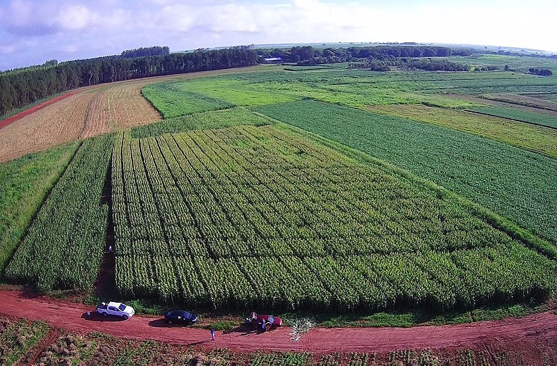Brasil reduz uso de fertilizantes nitrogenados na soja com microrganismos e promove sustentabilidade agrícola