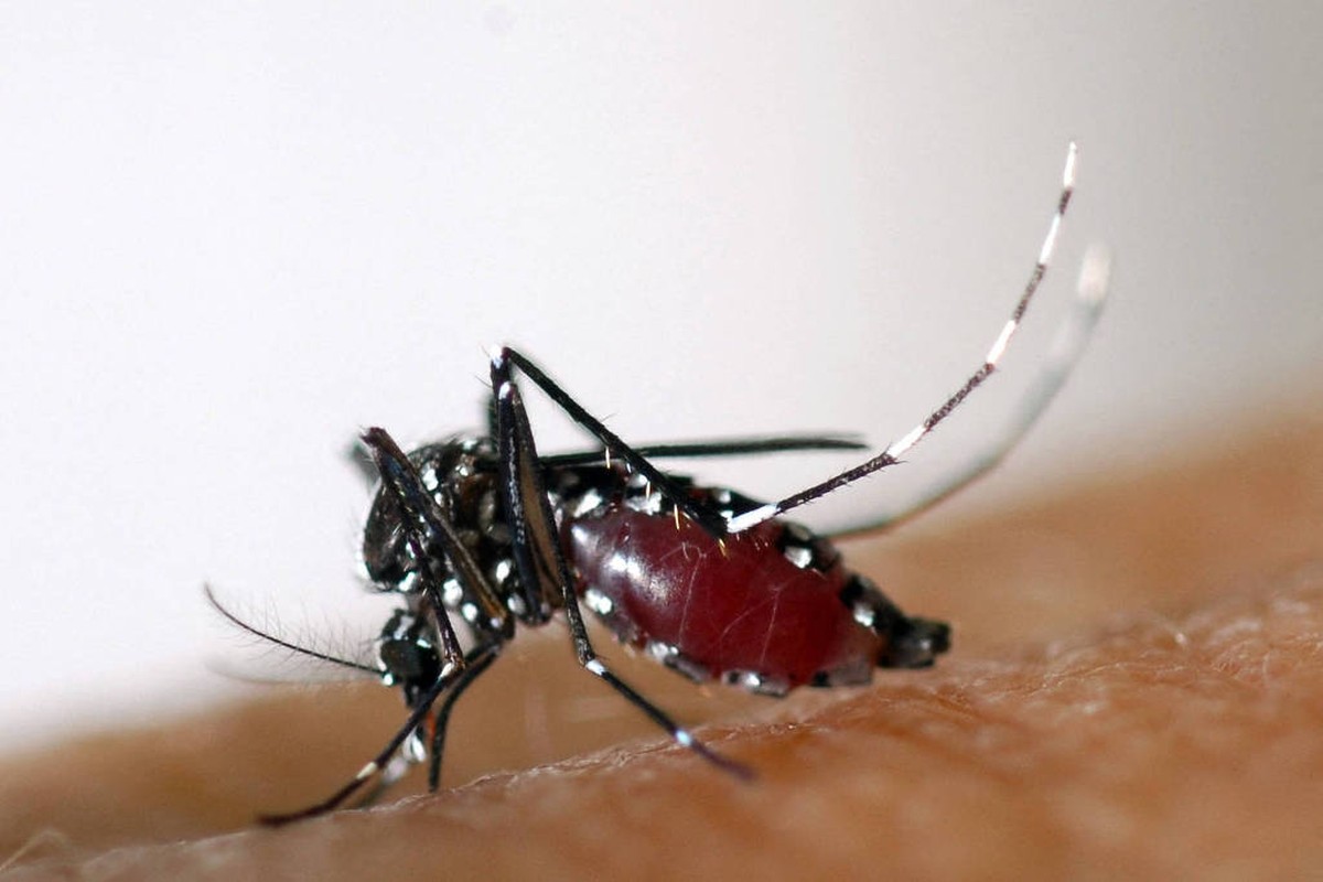 Brasil inaugura maior biofábrica de mosquitos do mundo para combater dengue, zika e chikungunya