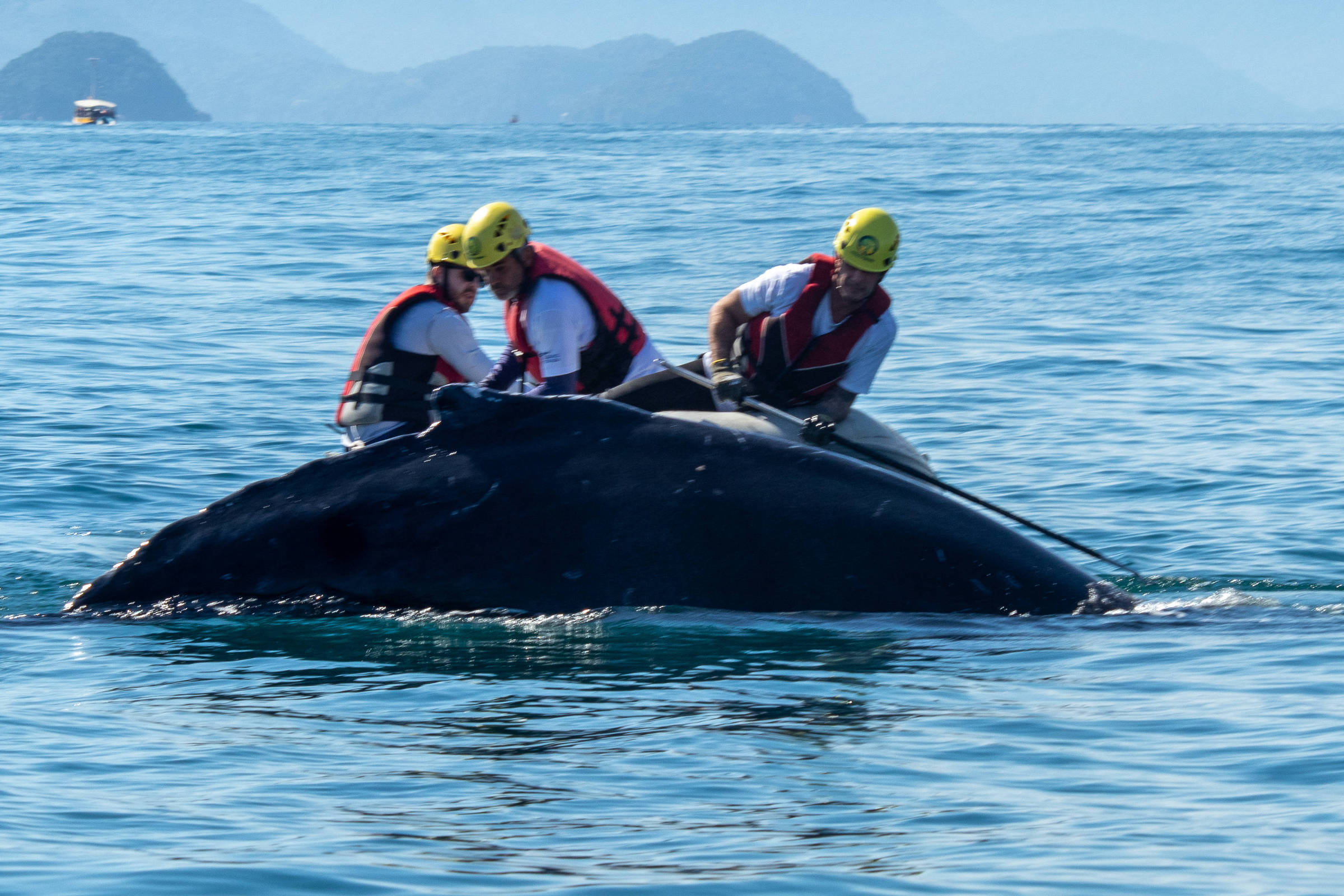 Baleia-jubarte resgatada em Ubatuba é libertada novamente após ficar presa em rede de pesca