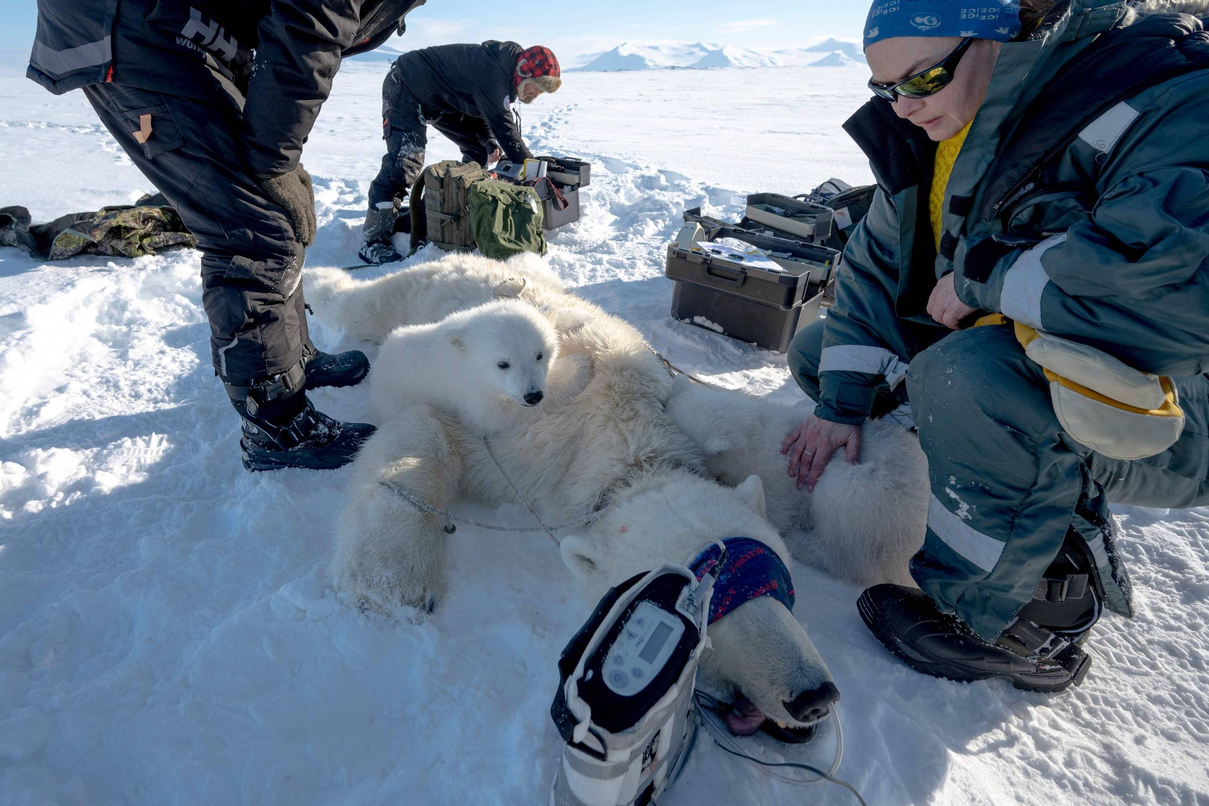 Cientistas monitoram ursos-polares em Svalbard e revelam mudanças na dieta e contaminação ambiental