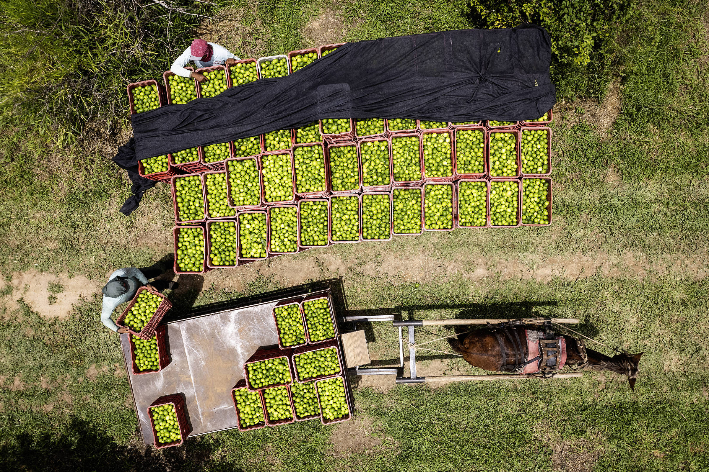 Seminário discute agroindústria sustentável e soluções para desafios climáticos no Brasil