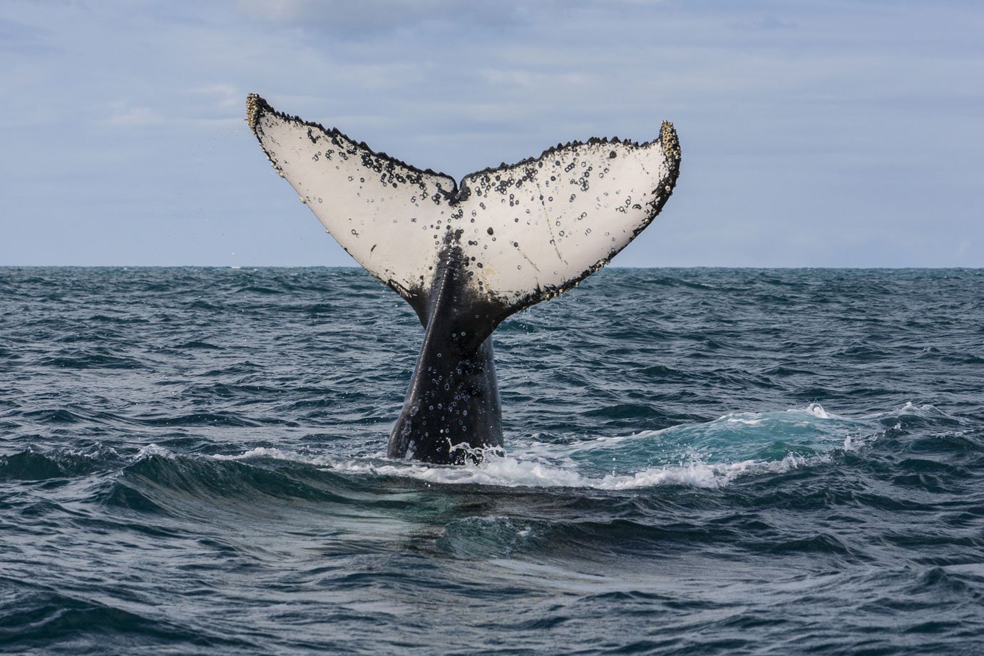 Baleias-jubarte na Antártida: tecnologia e ciência cidadã revelam histórias de gigantes do oceano