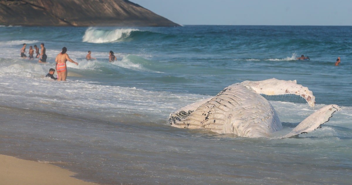 Baleias jubarte em migração geram preocupação após avistamento de animal morto no litoral do Rio