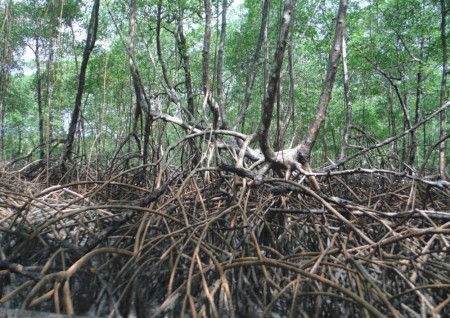 Pesquisadores revelam como manguezais retêm carbono e combatem mudanças climáticas de forma inovadora