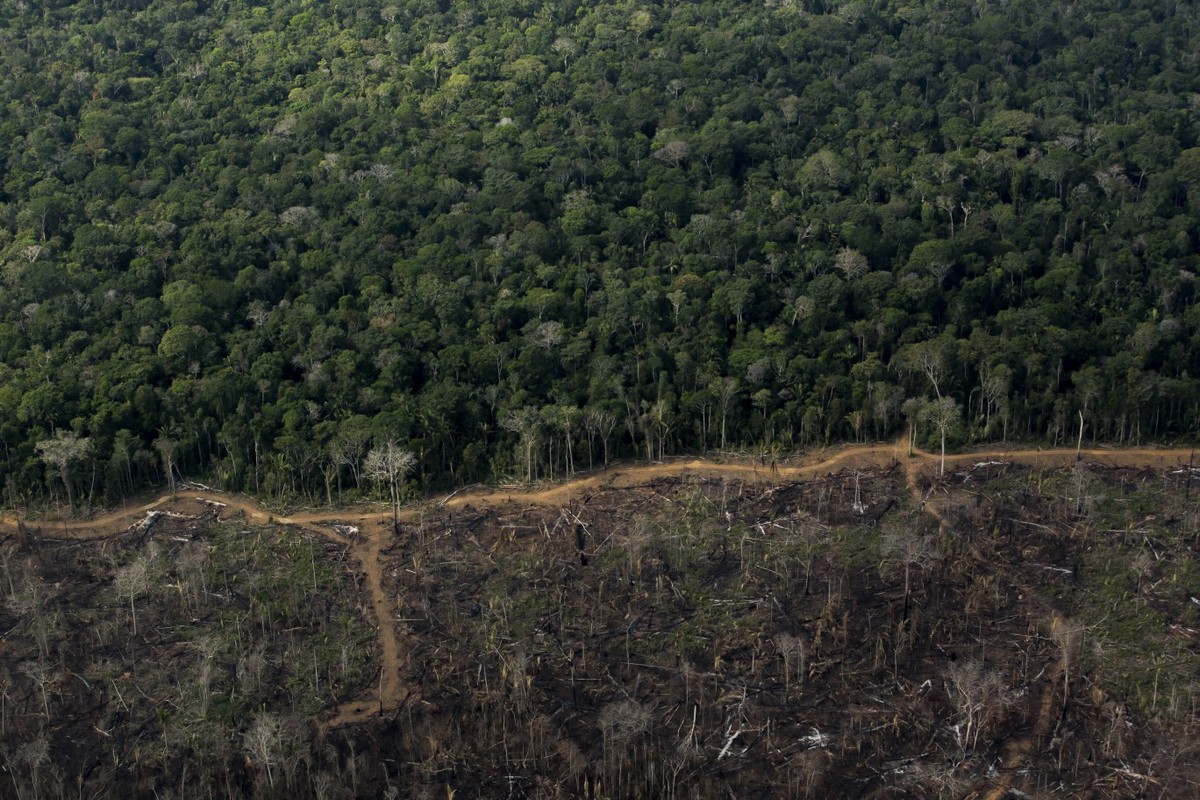 Coalizão internacional investe US$ 2,6 bilhões em reflorestamento no Brasil até 2030