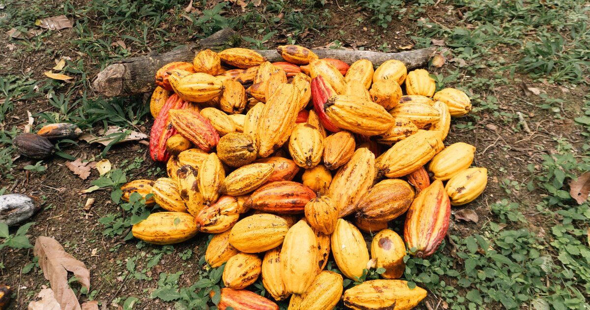 Cacau da Bahia renasce com foco em qualidade e produção artesanal, atraindo novos consumidores e prêmios internacionais