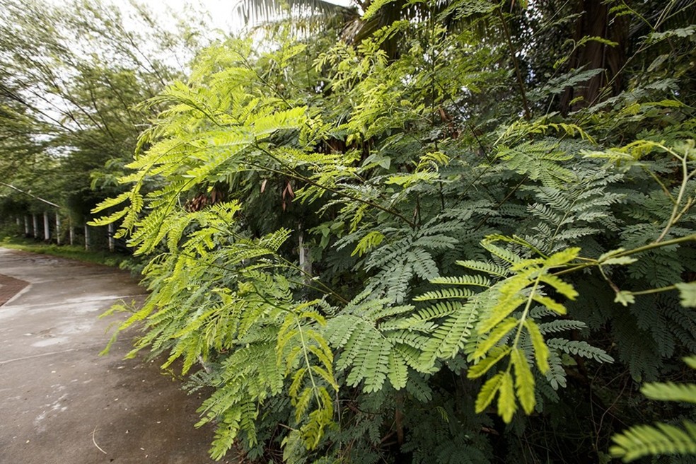 Campo Grande erradica leucena para proteger biodiversidade e mantém título de ‘Tree City of the World’