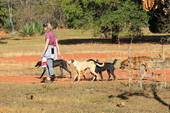 GDF realiza operação de resgate de animais após ataques de cães a pedestres na Asa Norte