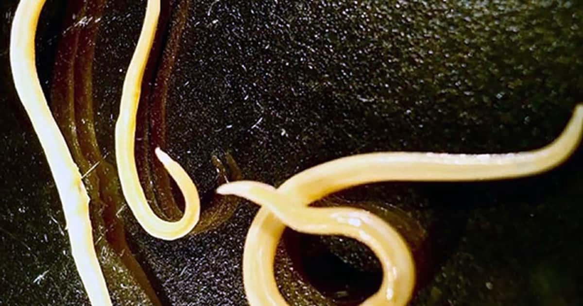 Cientistas revivem verme congelado por 46 mil anos e revelam segredos da criptobiose na Sibéria