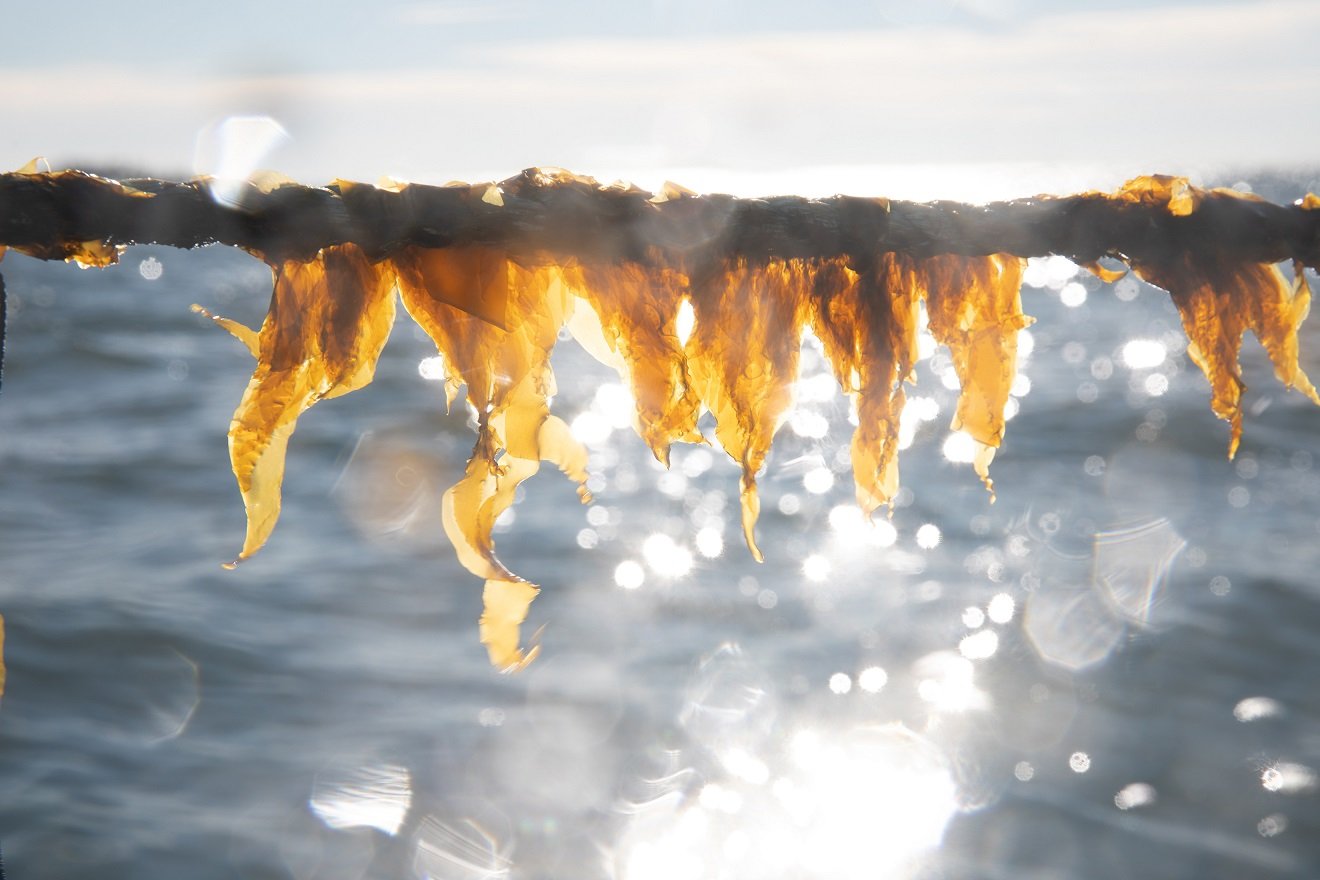 Algas marinhas se destacam como solução inovadora para a crise alimentar e saúde intestinal global