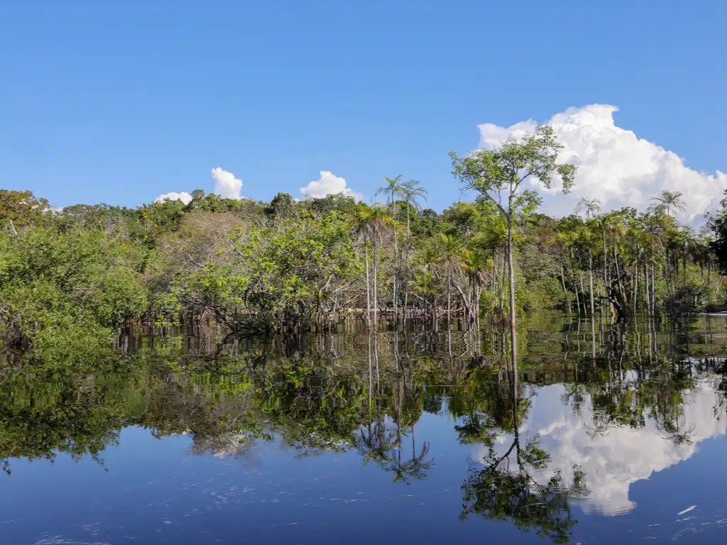 JBS e Ecoporé lançam projeto inovador para restaurar 3.000 hectares na Amazônia e fortalecer comunidades locais