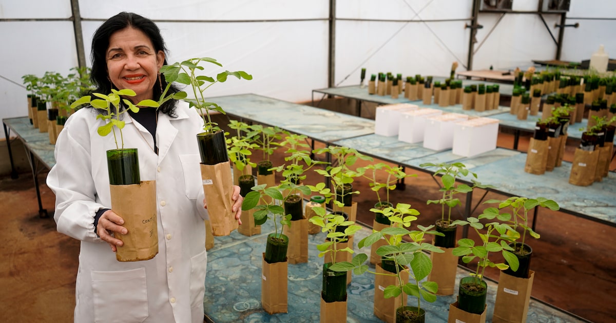 Mariangela Hungria da Cunha é reconhecida com o World Food Prize 2025 por sua pesquisa em insumos biológicos na agricultura