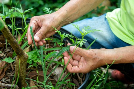 Diversificação de espécies vegetais pode mais que dobrar a fixação de carbono no solo, aponta pesquisa do RCGI