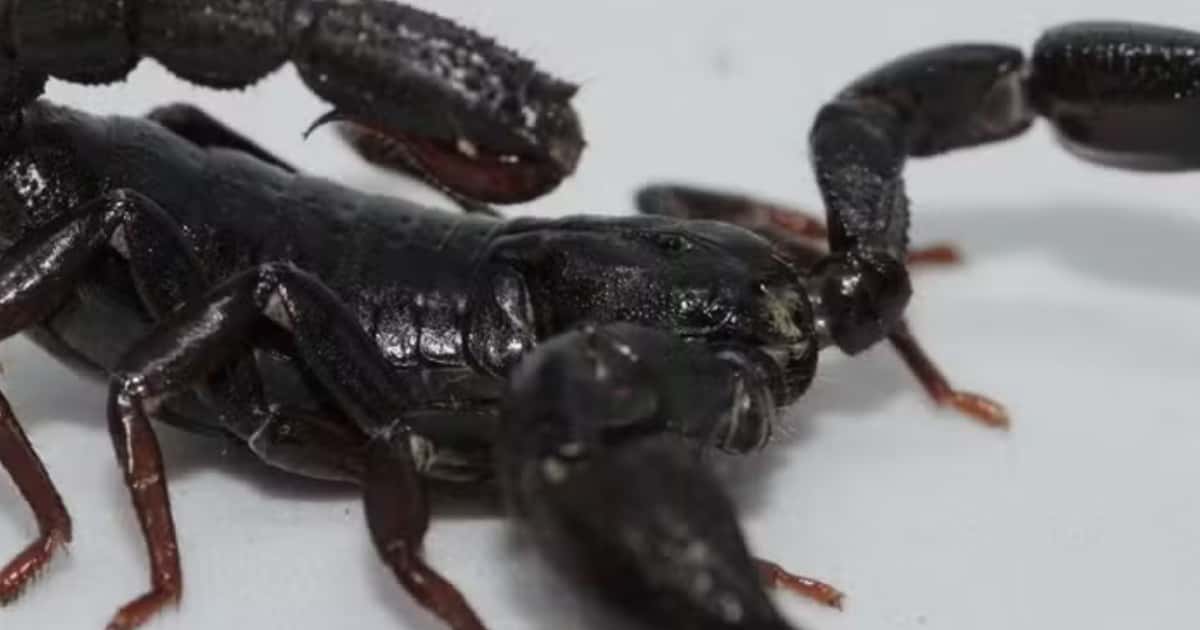 Escorpião da Amazônia revela molécula promissora no combate ao câncer de mama