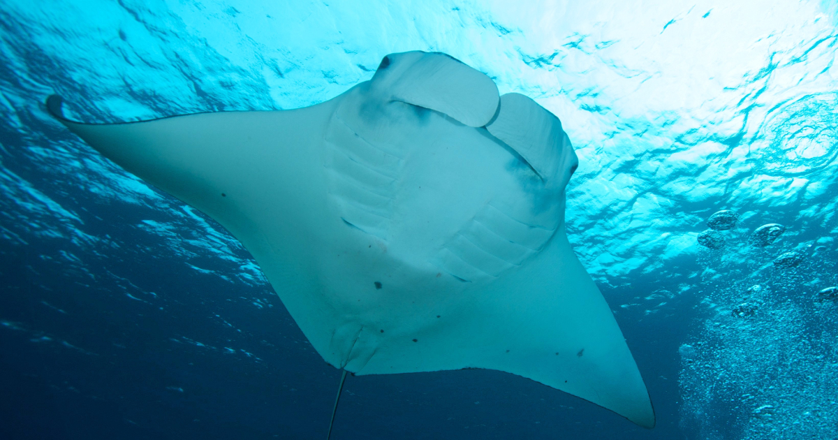 Cientistas descrevem nova espécie de raia-manta gigante no Atlântico, a Mobula yarae, após 16 anos de pesquisa