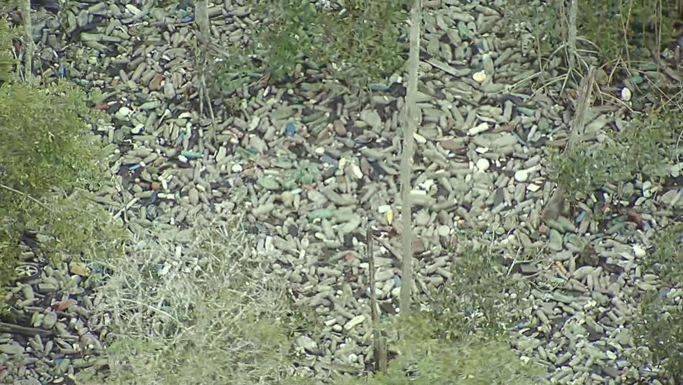 Lixo se acumula em manguezal da Baía de Guanabara e ICMBio planeja inspeção na área de proteção ambiental