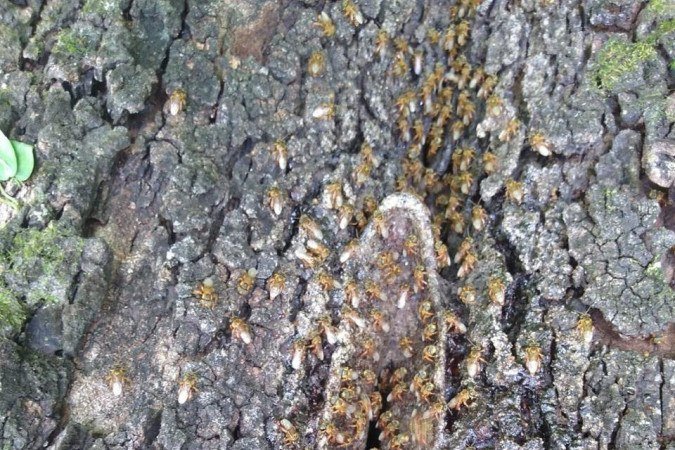 Chapada dos Veadeiros abriga abelhas exclusivas e enfrenta riscos de extinção devido à mudança climática