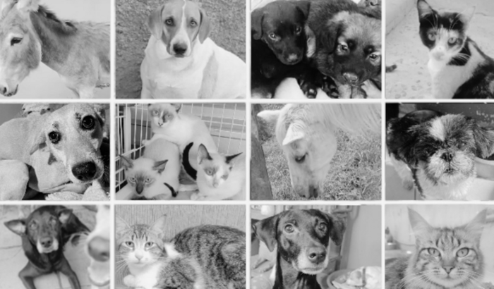 Abrigo de animais lança nova vakinha para quitar financiamento do terreno e realizar sonho de ter sede própria