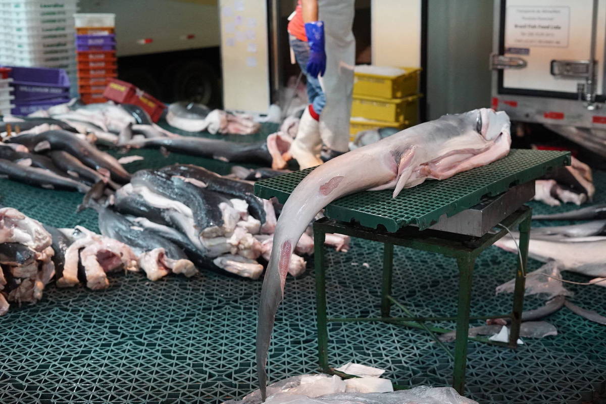 Governo brasileiro compra carne de tubarão em larga escala, expondo saúde pública e espécies ameaçadas