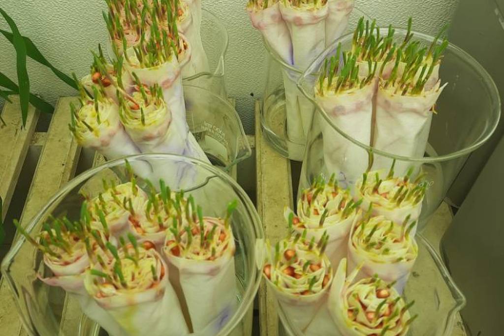 Bacillus subtilis se torna aliado no combate à seca com o lançamento do inoculante Hydratus no Brasil