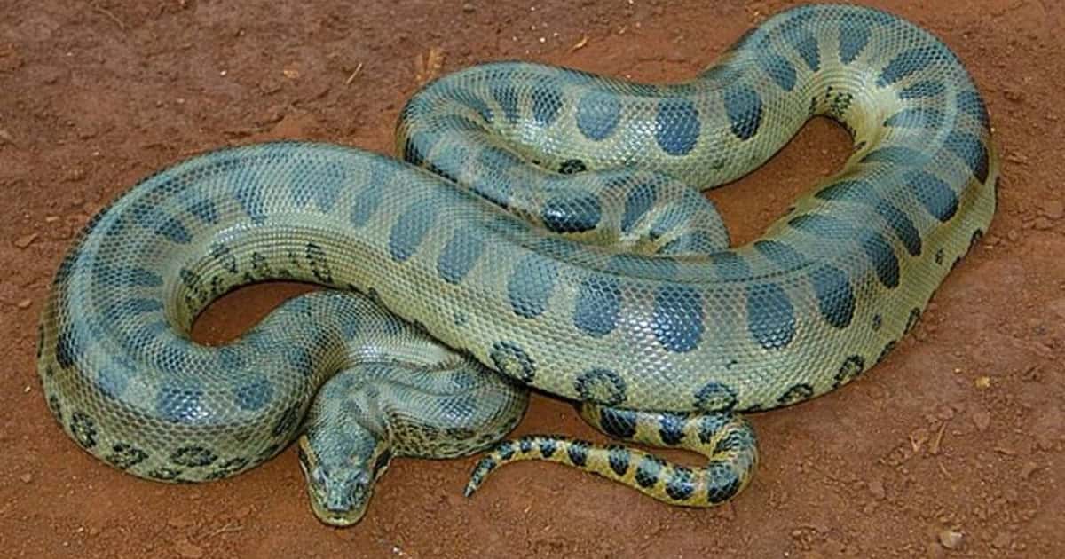 Cientistas descobrem nova espécie de sucuri-verde na Amazônia, revelando complexidade evolutiva das serpentes gigantes