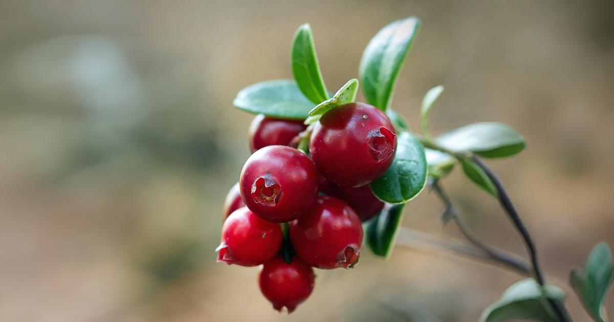 Leite fermentado probiótico com cranberry promete prevenir infecções do trato urinário em mulheres
