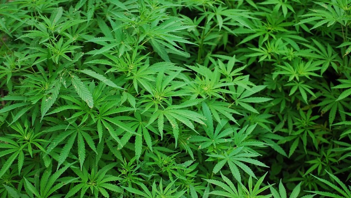Ministério da Agricultura regulamenta importação de sementes de cannabis para uso medicinal no Brasil