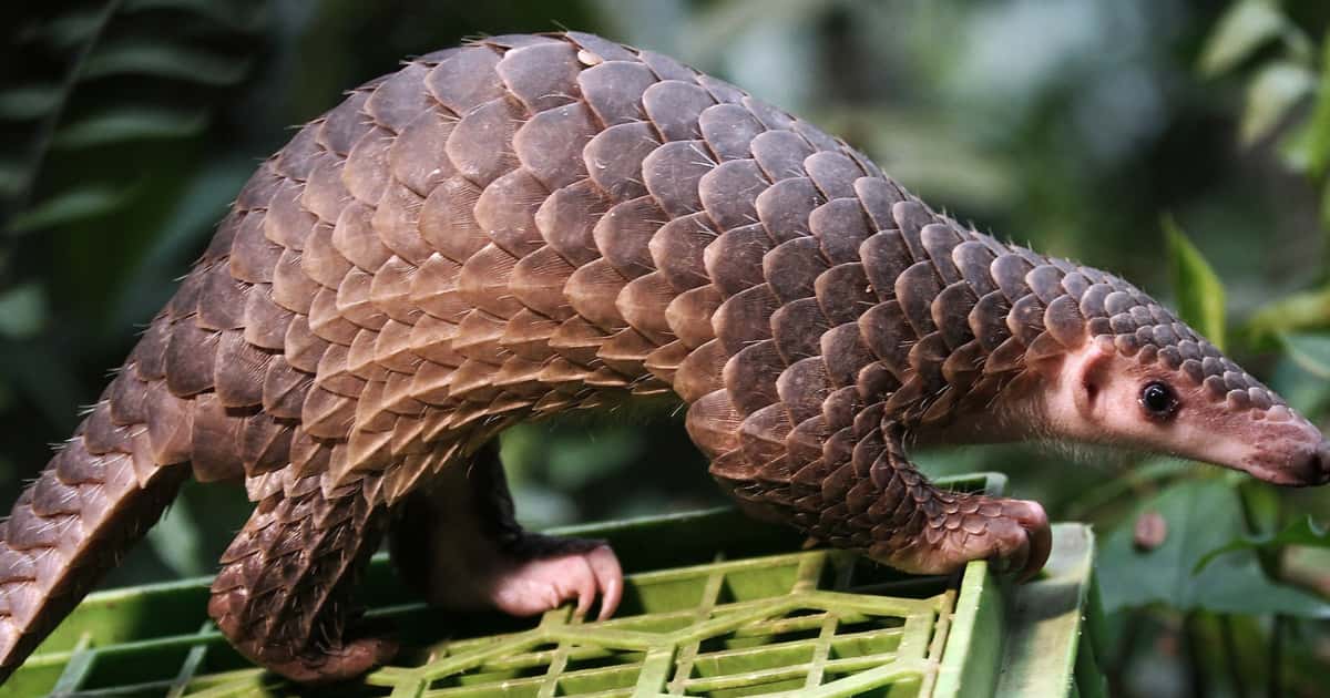 Pangolins: o mamífero em risco de extinção que inspira documentário sobre conservação e tráfico ilegal