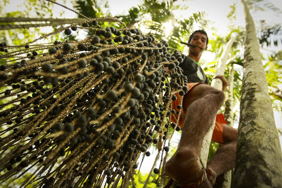 Tarifa de 50% nos EUA pode transformar açaí do Pará em artigo de luxo e ameaçar 300 mil empregos
