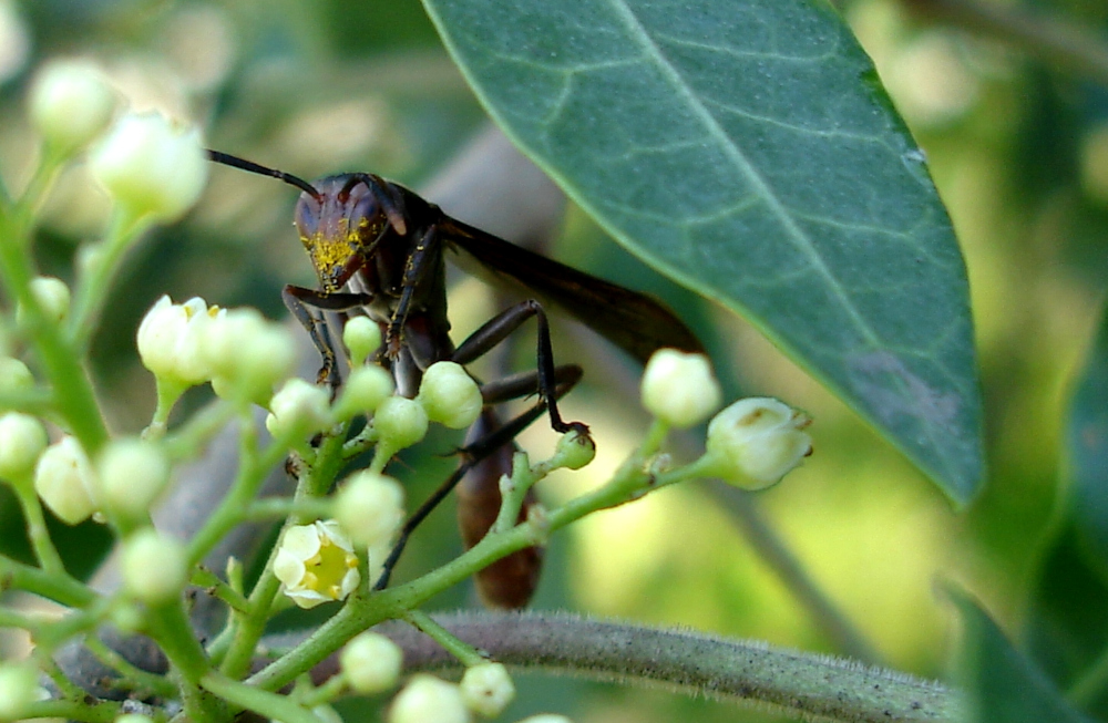 Pesquisa da UFSCar investiga vespas parasitoides e seu papel no controle biológico da mandioca na Amazônia