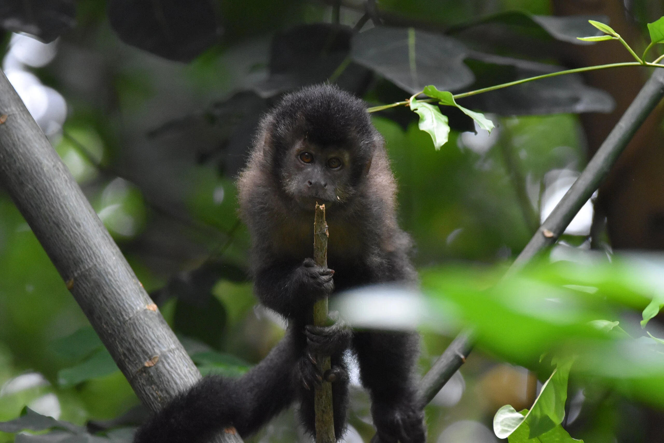 Alimentar macacos-pregos em parques pode trazer riscos à saúde humana e animal, alerta estudo da Unicamp