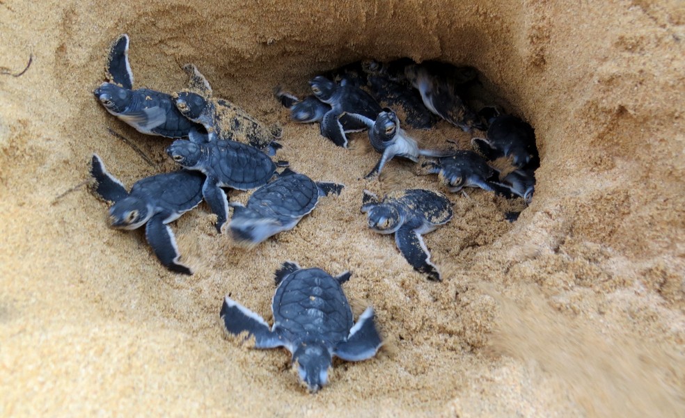 Fernando de Noronha celebra recorde histórico com 805 desovas de tartarugas marinhas nesta temporada