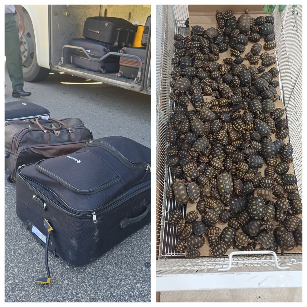 Homem é preso transportando 600 filhotes de jabutis em ônibus interestadual na BR-116