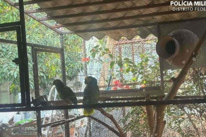 Polícia Militar Ambiental resgata papagaios mantidos em cativeiro de forma irregular no Guará
