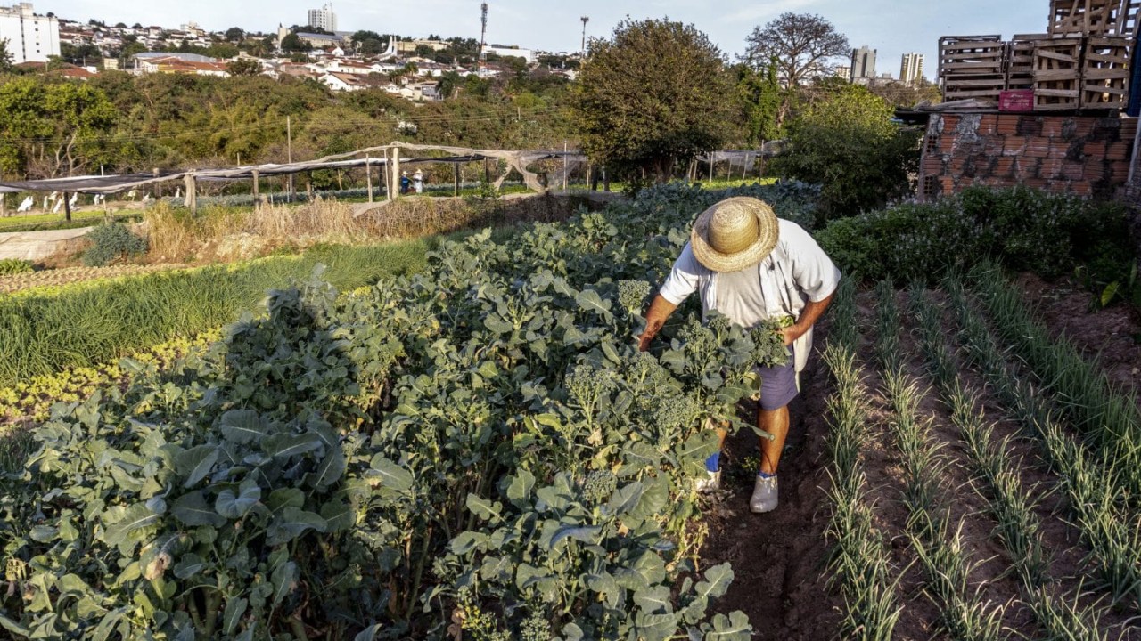 Estudo paulista revela que recuperação de vegetação nativa pode gerar R$ 4,2 bilhões ao PIB agropecuário