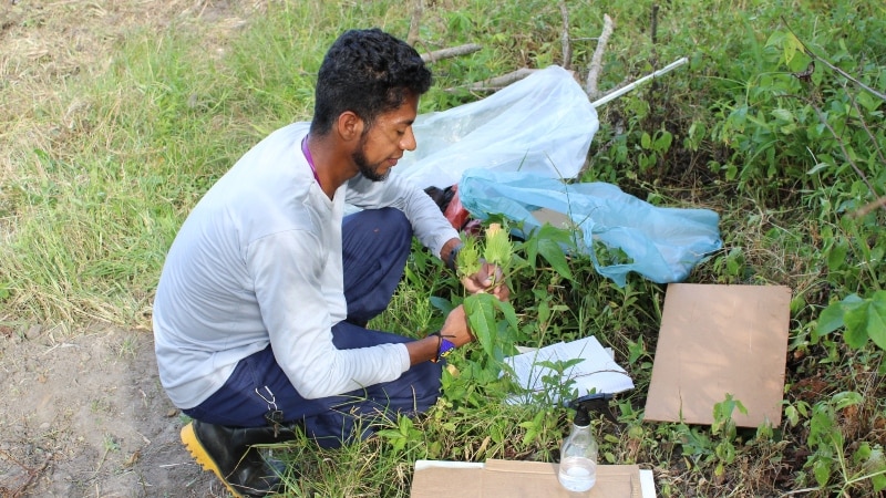 Pataxó Hã-Hã-Hãi resgatam saberes ancestrais com estudo inédito sobre plantas medicinais na Bahia