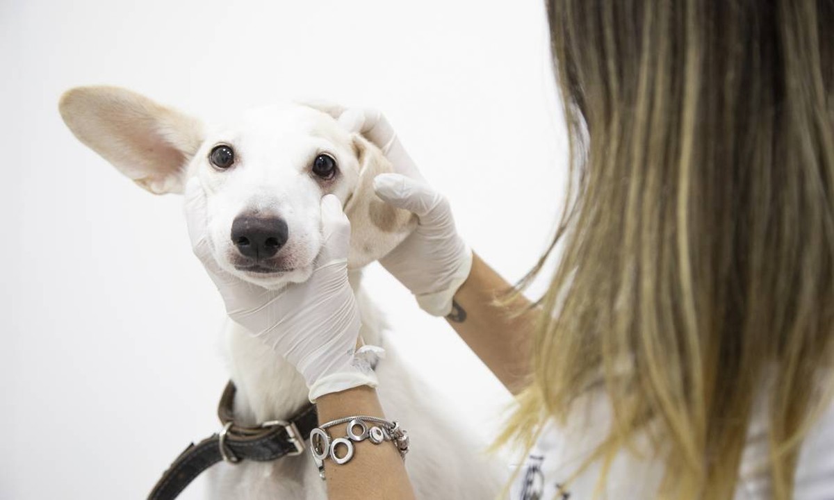 Projeto de lei propõe dedução de despesas veterinárias no Imposto de Renda para promover bem-estar animal
