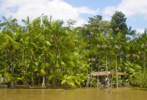 Aquecimento global e secas extremas ameaçam crescimento e sobrevivência das árvores na Amazônia