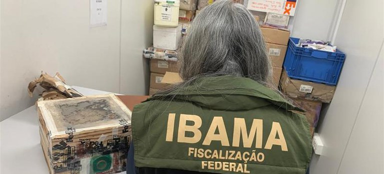 Ibama impede exportação ilegal de colônia de abelhas nativas em Campinas e reforça proteção à biodiversidade