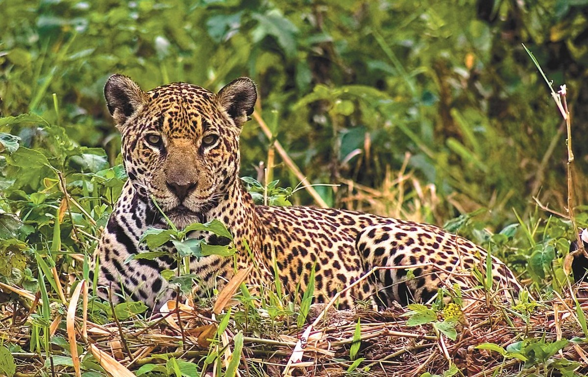 Brasil busca fortalecer a bioeconomia e a pesquisa em biodiversidade para impulsionar desenvolvimento sustentável