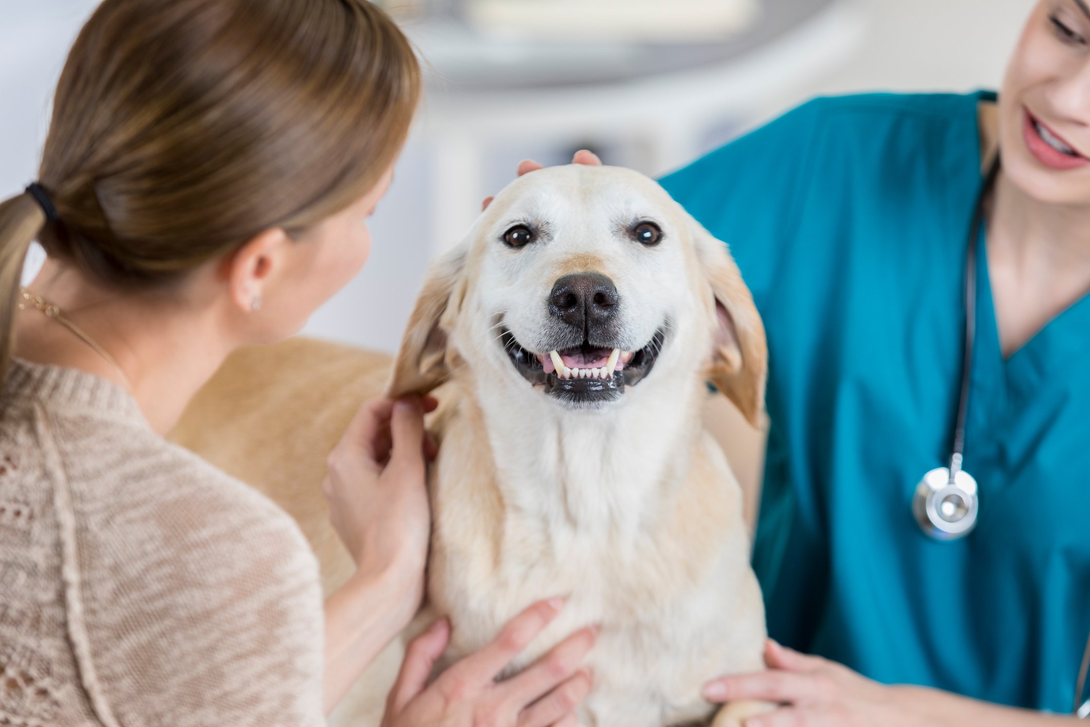 Cães reduzem estresse e melhoram saúde de humanos, revela estudo da Universidade de Denver