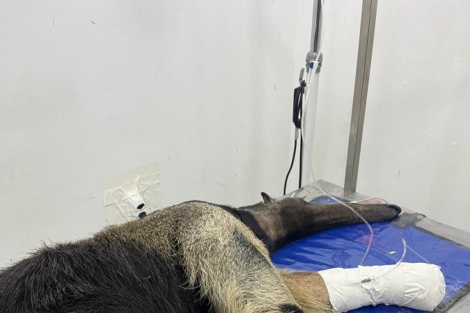 Tamanduá-bandeira atropelado em Sobradinho se recupera com prognóstico positivo para retorno à natureza