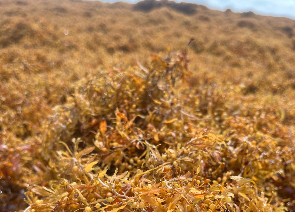 Pesquisadores brasileiros transformam sargaço em argila cerâmica leve, oferecendo solução sustentável para o litoral